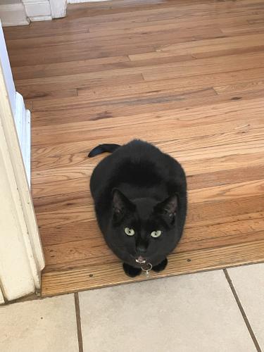 Lost Female Cat last seen 20th and Carr Street - Morse Park, Lakewood, CO, Lakewood, CO 80214
