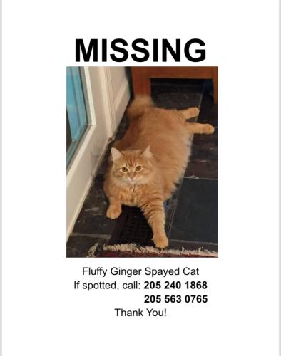 Lost Female Cat last seen Burning tree circle, Hoover, AL 35226