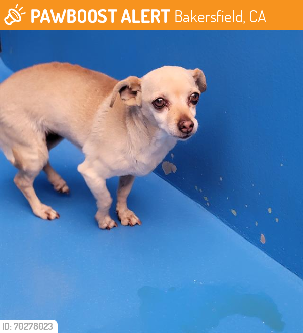 Shelter Stray Female Dog last seen ELM ST, BAKERSFIELD, CA, Bakersfield, CA 93307