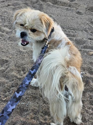Lost Male Dog last seen Pinnacle peak y 43 Rd dr, Glendale, AZ 85310