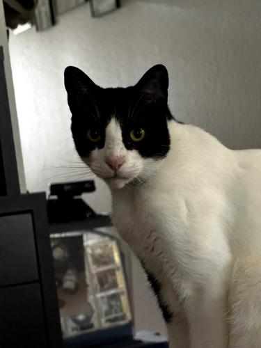 Lost Male Cat last seen Katy Crossing, Georgetown, TX, Georgetown, TX 78626