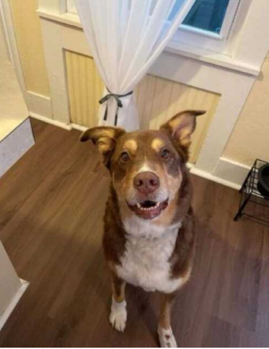Lost Male Dog last seen Sharon Meadows Park area, Columbus, OH 43214