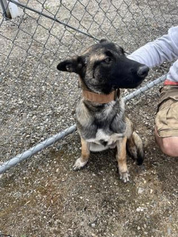 Shelter Stray Male Dog last seen Fresno Fairgrounds, Fresno Zone Fresno City E 93702, CA, Fresno, CA 93706