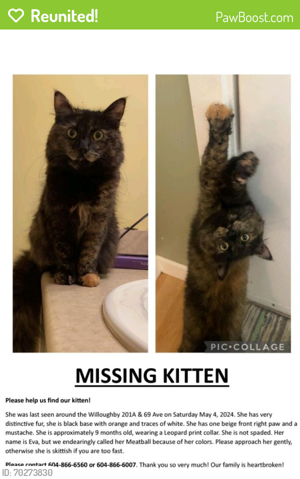 Reunited Female Cat last seen 201A St & 69 Ave , Langley, BC 