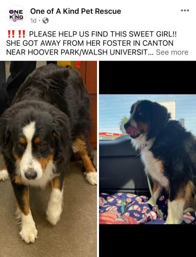 Lost Female Dog last seen Gervasi and Crenshaw Jr High, Canton, OH 44702