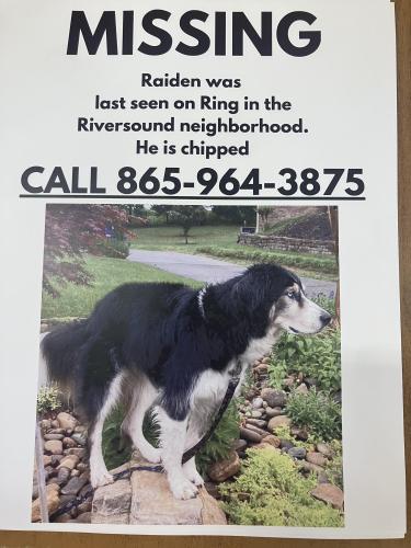Lost Male Dog last seen Near S. River Trail 37934 United States, Knoxville, TN 37922