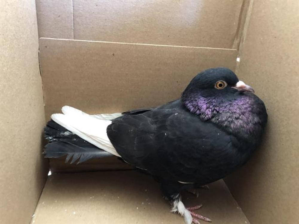 Shelter Stray Unknown Bird last seen Near BLOCK LINCOLN AVE/ W WASHINGTON, Pasadena, CA 91105
