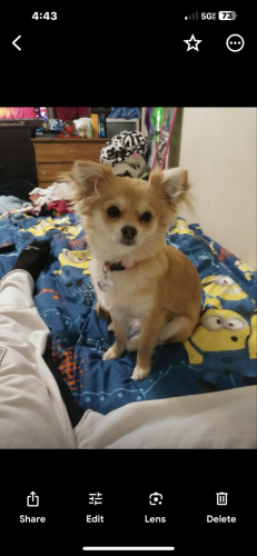 Lost Female Dog last seen Main st. From car wash to sonic , Spanish Fork, UT 84660