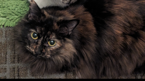 Lost Female Cat last seen Between Orinoco and Dresdon off Eas Loretta and Banta, Indianapolis, IN 46227