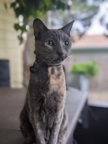 Lost Female Cat last seen Harness St & Helix St., Spring Valley, CA 91977