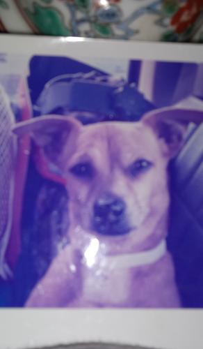 Lost Male Dog last seen Handy rd. And Martin girls rd, Coweta County, GA 30263