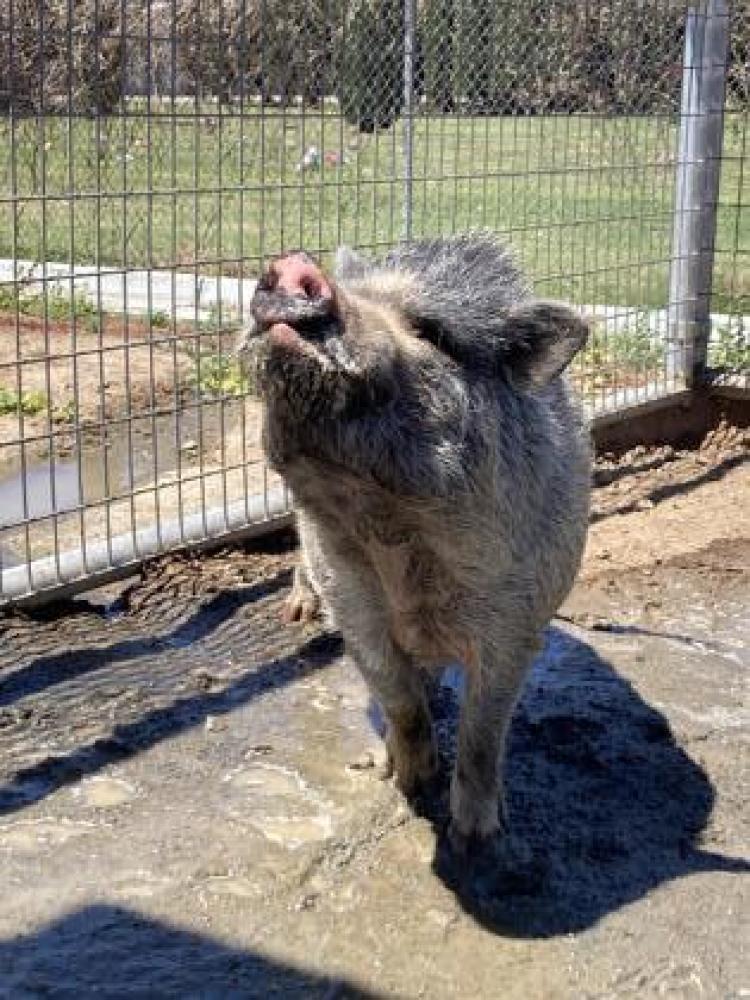 Shelter Stray Male Pig last seen Newmark & S Rainbow, Reedley Zone Fresno CO 4 93654, CA, Fresno, CA 93706