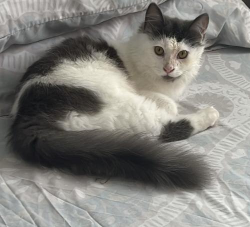 Lost Male Cat last seen Agnes Mcphail , Toronto, ON M1V 1Z2