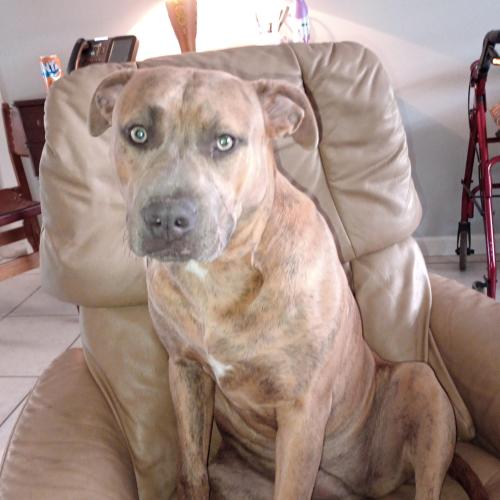 Lost Female Dog last seen Near Bob Sikes Blvd , Fort Walton Beach, FL 32547