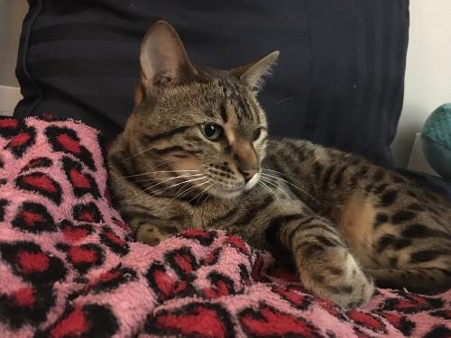 Lost Female Cat last seen Old Leicester Hwy/Mt.Carmel, Asheville, NC 28806