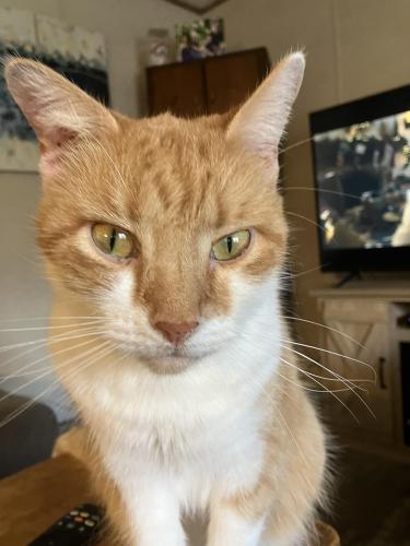 Lost Male Cat last seen Heartland pointe elsemere, Elsmere, KY 41018