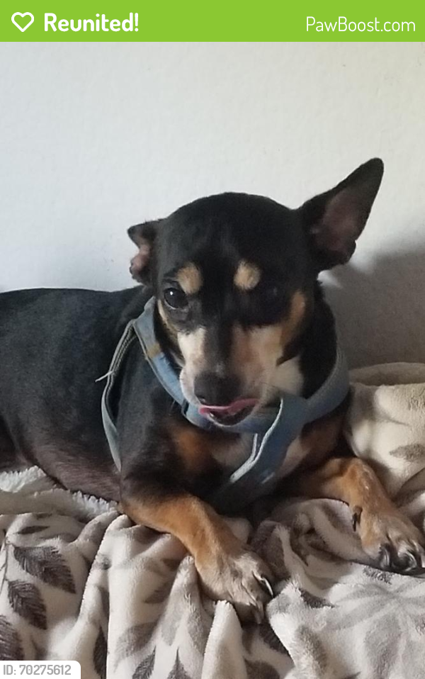 Reunited Male Dog last seen Baker St / Bristol - Southpointe apmts , Costa Mesa, CA 92626