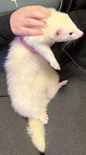 Lost Male Ferret last seen Cambria Ct. Heritage at St. Charles Neighborhood White Plains, MD 20695, Saint Charles, MD 20695