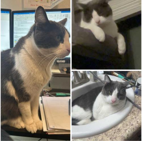 Lost Male Cat last seen Blue Feather and Paseo, Albuquerque, NM 87114