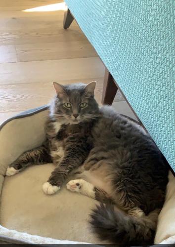 Lost Male Cat last seen Off Northbend, Spring, TX 77380