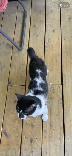 Lost Male Cat last seen West 116 street, Cleveland, OH 44111