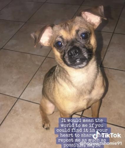 Lost Female Dog last seen Meadow village , San Antonio, TX 78227