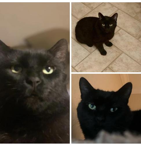 Lost Male Cat last seen South Oval & Marion St, Hamilton, ON L8S 1P7