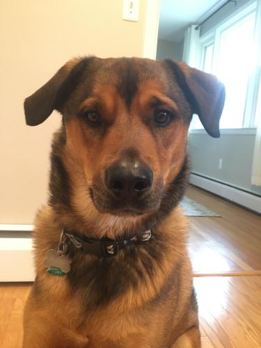 Lost Male Dog last seen Behind Stevens Forest Pool in woods, Columbia, MD 21045