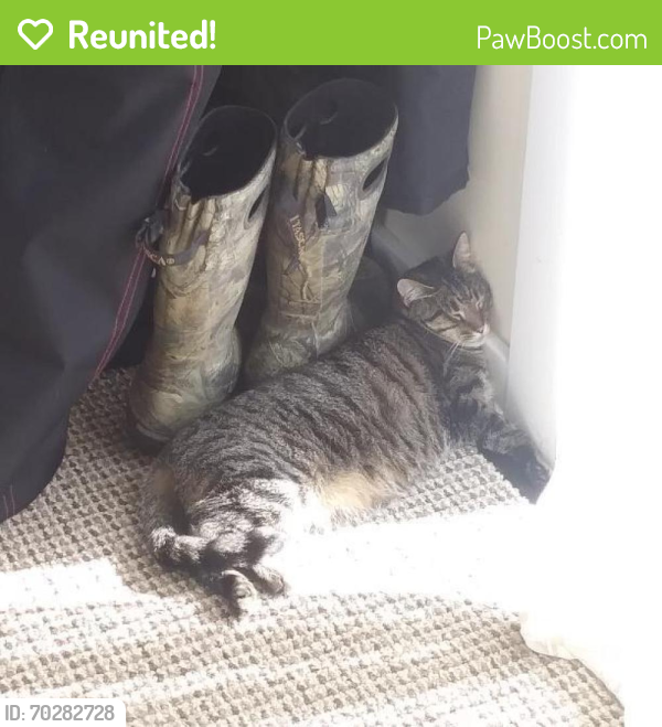 Reunited Unknown Cat last seen Church and Ewing street , Centerburg, OH 43011