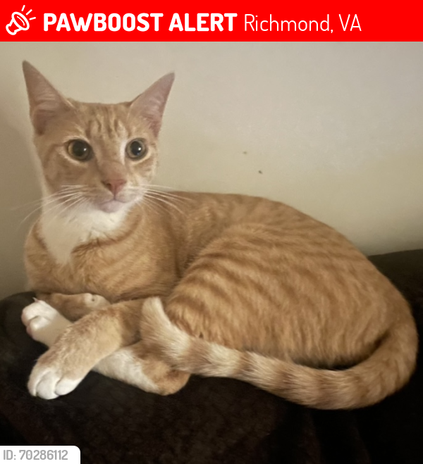 Lost Male Cat last seen Tuscany Townhomes, North Chesterfield, VA 23224