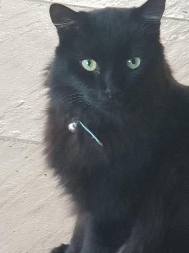 Lost Male Cat last seen Ashmole, Newport, QLD 4020