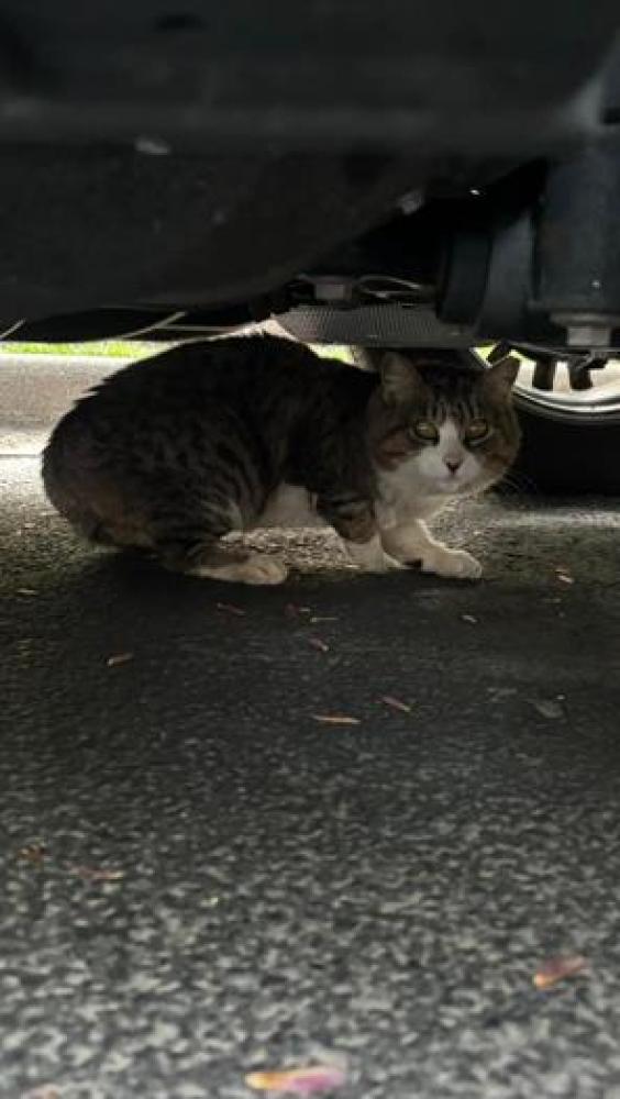 Shelter Stray Unknown Cat last seen Reston, VA, 20190, New Dominion Parkway, Fairfax County, VA, Fairfax, VA 22032
