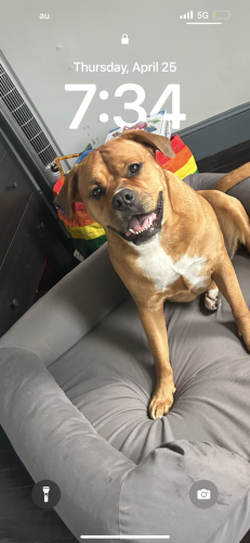 Lost Female Dog last seen Baltimore and Patterson park , Baltimore, MD 21231