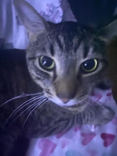 Lost Male Cat last seen east middle school grab and go alexander’s, Brockton, MA 02302