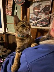 Reunited Unknown Cat last seen Herrick / Sweet / Fuller / Leonard, Grand Rapids, MI 49505