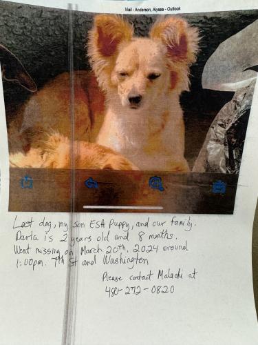 Lost Female Dog last seen 7th st and washington, Phoenix, AZ 85034