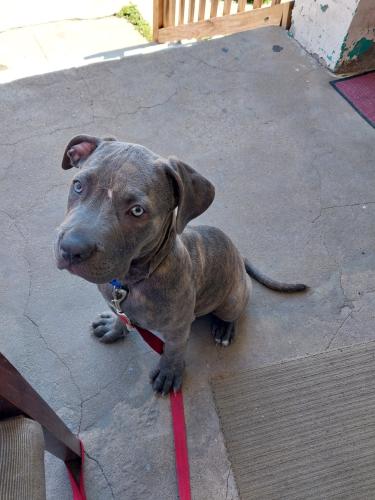 Lost Male Dog last seen Dr. Martin Luther king, St. Louis, MO 63112