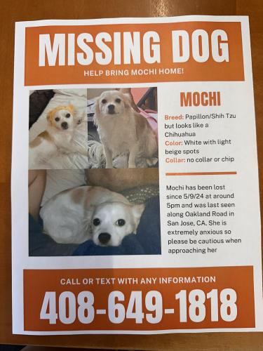 Lost Female Dog last seen Oakland Rd, Brokaw Rd, Greatmall, San Jose, CA 95131