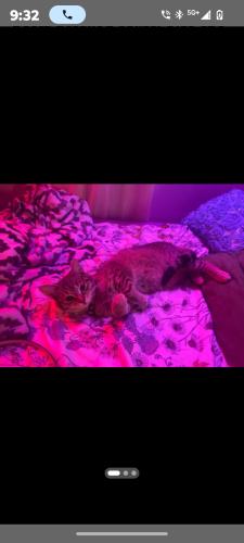 Lost Female Cat last seen 20th Tibbs 46222, Indianapolis, IN 46222