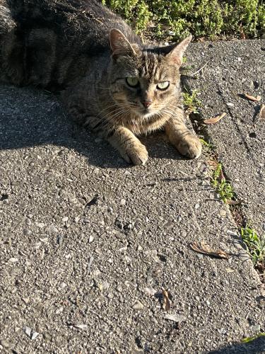 Found/Stray Unknown Cat last seen Fairdale Avenue, Westerville, OH 43081