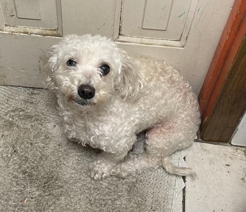 Lost Female Dog last seen 23rd and Sawyer. Cermak and Kedzie , Chicago, IL 60623