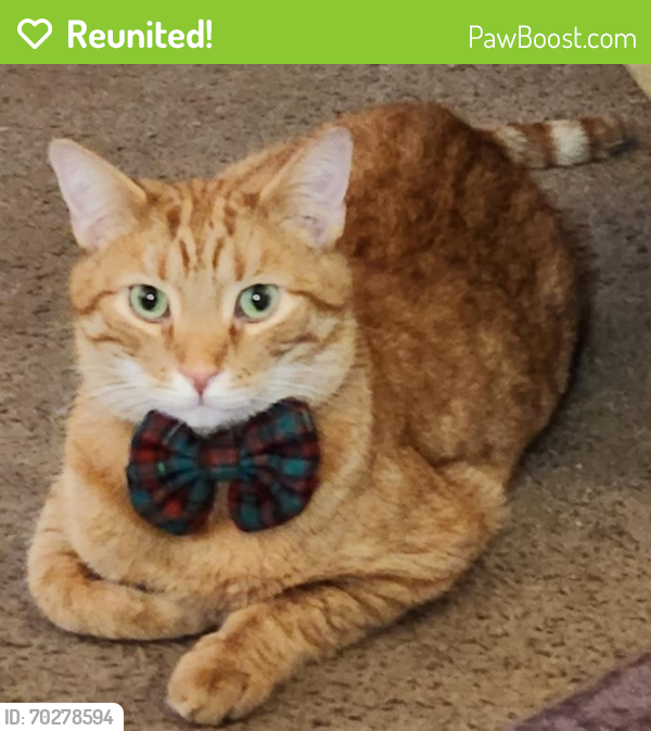 Reunited Male Cat last seen St Stephen Church, Cleveland, OH 44102