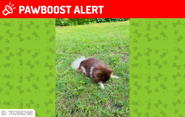 Lost Male Dog last seen West Will white rd.& Arnold Hills , Henderson County, TX 75143