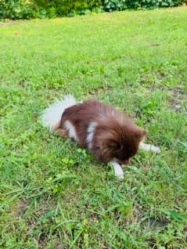 Lost Male Dog last seen West Will white rd.& Arnold Hills , Henderson County, TX 75143