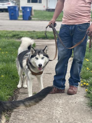 Lost Female Dog last seen Emerson/University, Pontiac, MI 48340
