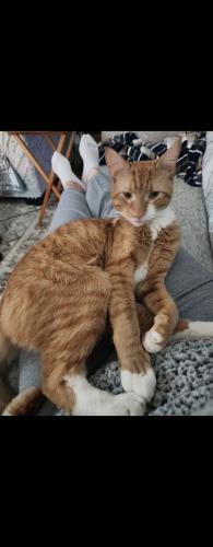 Lost Male Cat last seen Becker and Bradley st, Schenectady, NY 12345