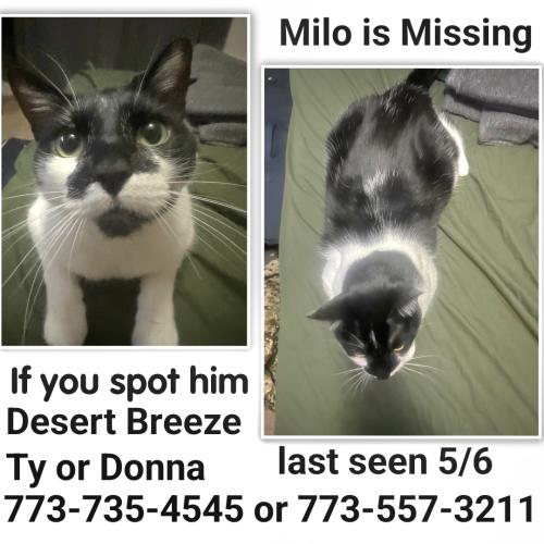 Lost Male Cat last seen Near w desert Sage Dr Goodyear, Goodyear, AZ 85338