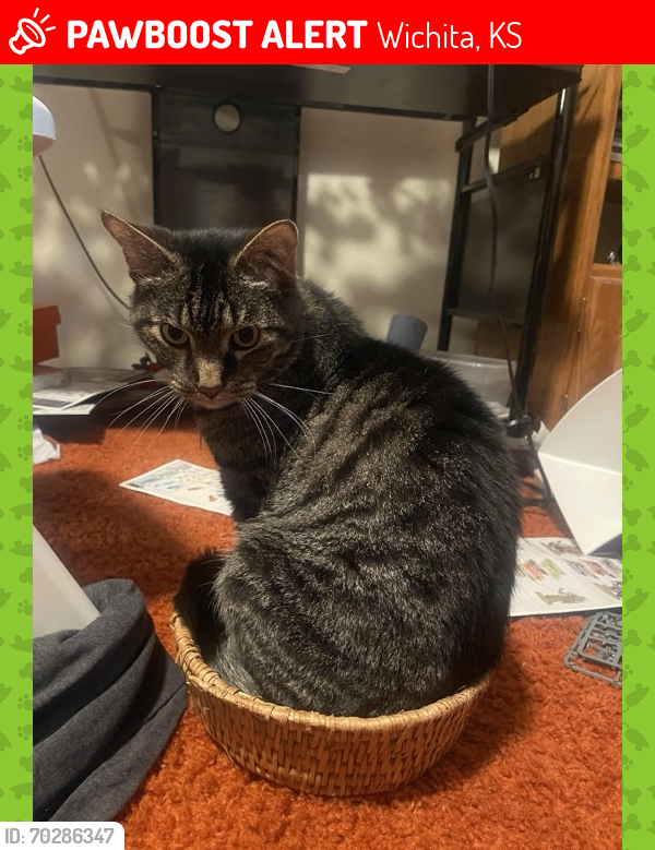 Wichita, KS Lost Male Cat, Thor Is Missing | PawBoost