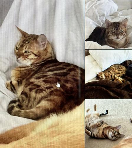 Lost Female Cat last seen Hwy 377 between Cole rd and blackjack rd, Pilot Point, TX 76258