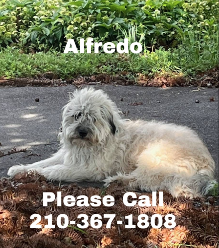 Lost Male Dog last seen Last seen near Wild Cherry Lane and Sisterdale Rd by the Bent Tree subdivision., Kendall County, TX 78006